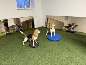 Võimlemine- Uus Koolitus!