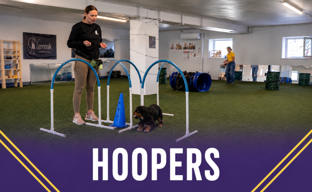 hoopersi trenn pärnu, koer, koertekool lemmik, koerte koolituse pärnus